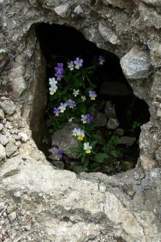 Wildflowers at Thracian Ruins Wildflowers at Thracian Ruins